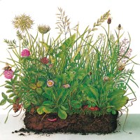 的四季科普时钟系列6册少年版乌纳雅各布绘本大地时钟草地时钟太阳时钟树木花的蝴蝶小学生三四年级课外书必读老师推荐9