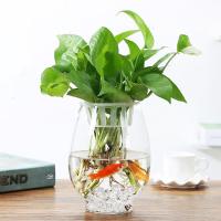 简约透明清新玻璃花瓶绿萝花盆室内摆件水培水养植物容器器皿鱼缸 中等