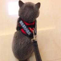 猫咪牵引绳狗狗牵引绳防挣脱防逃脱幼猫链子项圈小猫咪专用牵引绳