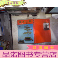 正 九成新杂木盆栽