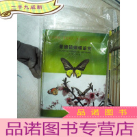 正 九成新景德镇蝴蝶鉴赏