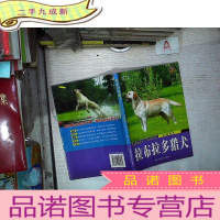 正 九成新乡间名士:拉布拉多猎犬