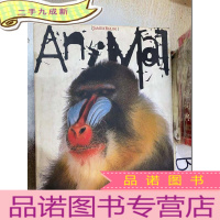 正 九成新ANIMAL/动物(B1)