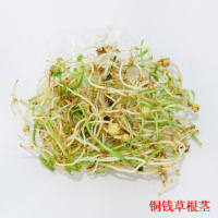 铜钱草30根茎(买2份送营养液) [铜钱四季常青]铜钱水培土培套装可选水养盆栽绿植金钱