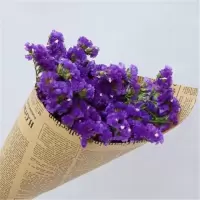 深紫色勿忘我 40cm10支 云南勿忘我干花花束真花永生花客厅卧室摆设满天星鲜花