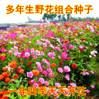 野花组合1000粒+2包肥 花种子[买2送1]波斯菊格桑花种子庭院花卉种子野花组合四季易活