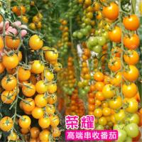 荣耀串收黄番茄 100粒[送生根粉] 瀑布番茄种子四季圣女果春季高产小西红柿苗农家盆栽水果蔬菜种子