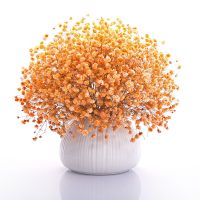 橙色满天星[关注店铺送花种子] 1000粒+肥+生根粉 满天星花种子四季易种易活花卉室内外阳台盆栽花种子