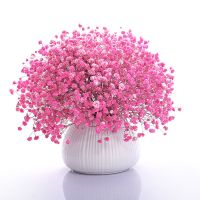 玫红满天星[关注店铺送花种子] 1000粒[送肥] 满天星花种子四季易种易活花卉室内外阳台盆栽花种子