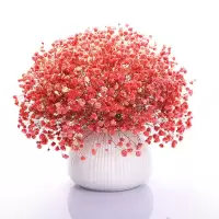 红色满天星[关注店铺送花种子] 1000粒+盆+肥+生根粉+营养土 满天星花种子四季易种易活花卉室内外阳台盆