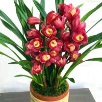 中国红 5苗连体 世界超香兰花 紫气东来 夏带花苞 四季兰 室内绿植盆栽花卉