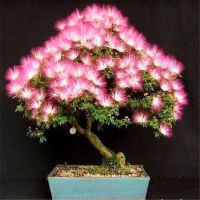 夜合欢种子 5粒 合欢花种子 阳台庭院花卉盆景种籽绒花树合欢种籽 四季易种花卉