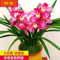 满堂红 1苗价格 世界超香兰花 紫气东来 夏带花苞 四季兰 室内绿植盆栽花卉