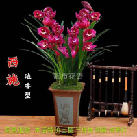 2苗 [只限今天500件]浓香型兰花花卉盆栽室内绿植花卉盆栽墨兰建兰