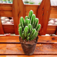 万重山一个 带瓷盆铺面石 仙人球三色球组合小盆栽室内开花防辐射新款多肉植物