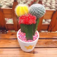 三色球 带瓷盆铺面石 仙人球三色球组合小盆栽室内开花防辐射新款多肉植物