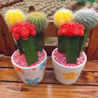 三色球两盆 带瓷盆铺面石 仙人球三色球组合小盆栽室内开花防辐射新款多肉植物