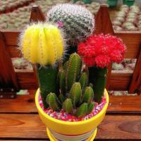 三色球配万重山款 带瓷盆铺面石 仙人球三色球组合小盆栽室内开花防辐射新款多肉植物