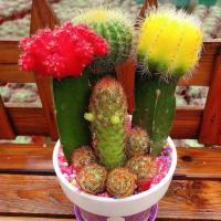 三色球配金手指款 带塑料盆 仙人球三色球组合小盆栽室内开花防辐射新款多肉植物