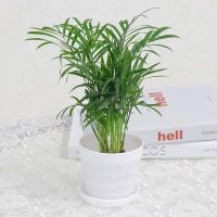 不含盆 散尾葵60-70(3颗) 大型散尾葵凤尾竹盆栽室内客厅花卉植物盆景网红净化空气 吸甲醛