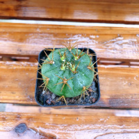 勇将丸(单颗) 仙人球组合含多种贵货套装玉翁菲花玉开花仙人球防辐射多肉植物