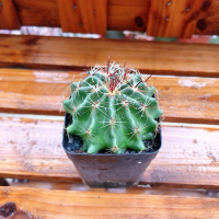 左右旋(单颗) 仙人球组合含多种贵货套装玉翁菲花玉开花仙人球防辐射多肉植物