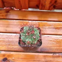 新天地(单颗) 仙人球组合含多种贵货套装玉翁菲花玉开花仙人球防辐射多肉植物
