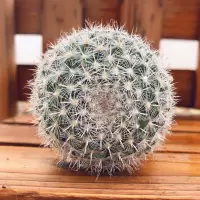 玉翁单个 带瓷盆铺面石 仙人球三色球组合小盆栽室内开花防辐射新款多肉植物