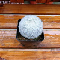 白星(单颗) 仙人球组合含多种贵货套装玉翁菲花玉开花仙人球防辐射多肉植物