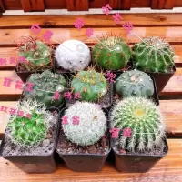 第一排3颗球 仙人球组合含多种贵货套装玉翁菲花玉开花仙人球防辐射多肉植物