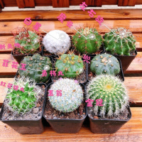 第三排4颗球 仙人球组合含多种贵货套装玉翁菲花玉开花仙人球防辐射多肉植物