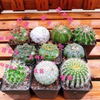第二排三颗球 仙人球组合含多种贵货套装玉翁菲花玉开花仙人球防辐射多肉植物