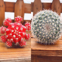 红牡丹配玉翁 带塑料盆 仙人球三色球组合小盆栽室内开花防辐射新款多肉植物