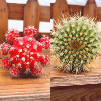 红牡丹配金冠 带塑料盆 仙人球三色球组合小盆栽室内开花防辐射新款多肉植物