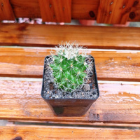 红花锦丸(单颗) 仙人球组合含多种贵货套装玉翁菲花玉开花仙人球防辐射多肉植物