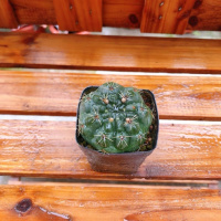 菲花玉(单颗) 仙人球组合含多种贵货套装玉翁菲花玉开花仙人球防辐射多肉植物