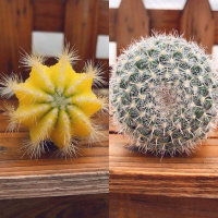 黄牡丹配玉翁 带塑料盆 仙人球三色球组合小盆栽室内开花防辐射新款多肉植物