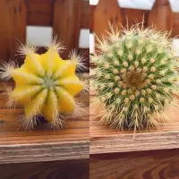 黄牡丹配金冠 带瓷盆铺面石 仙人球三色球组合小盆栽室内开花防辐射新款多肉植物