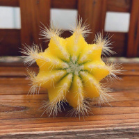 黄球单个 带瓷盆铺面石 仙人球三色球组合小盆栽室内开花防辐射新款多肉植物