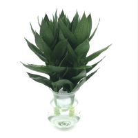 38cm观音竹3支 带跟龙竹观音竹荷花竹发财竹富贵竹植物水养客厅绿植水培花卉