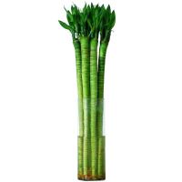 65cm龙竹8支 带跟龙竹观音竹荷花竹发财竹富贵竹植物水养客厅绿植水培花卉