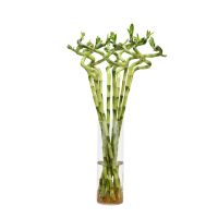 75cm竹10支 带跟龙竹观音竹荷花竹发财竹富贵竹植物水养客厅绿植水培花卉