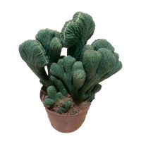 五指山一盆带盆种植好 多肉植物彩麒麟盆栽仙人掌室内客厅吸甲醛花卉绿植盆栽玉麒麟