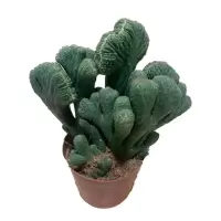 五指山一盆带盆种植好 多肉植物彩麒麟盆栽仙人掌室内客厅吸甲醛花卉绿植盆栽玉麒麟