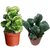 五指山和金麒麟带盆种植好 多肉植物彩麒麟盆栽仙人掌室内客厅吸甲醛花卉绿植盆栽玉麒麟