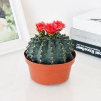 大盆菲花玉一盆送万重山一盆 多肉植物彩麒麟盆栽仙人掌室内客厅吸甲醛花卉绿植盆栽玉麒麟