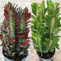 大龙骨多叉一对(一青一紫) 多肉植物彩麒麟盆栽仙人掌室内客厅吸甲醛花卉绿植盆栽玉麒麟