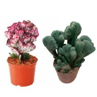 彩麒麟+五指山带盆种植好 多肉植物彩麒麟盆栽仙人掌室内客厅吸甲醛花卉绿植盆栽玉麒麟