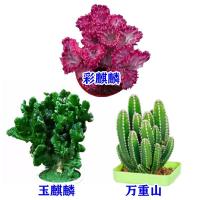 彩麒麟+玉麒麟+万重山含盆土 多肉植物彩麒麟盆栽仙人掌室内客厅吸甲醛花卉绿植盆栽玉麒麟