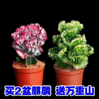 彩麒麟+金麒麟带盆种植好 多肉植物彩麒麟盆栽仙人掌室内客厅吸甲醛花卉绿植盆栽玉麒麟